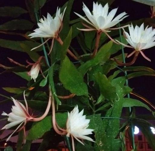 裂变增长还是昙花一现？链动小铺能否成为你的长期事业选择